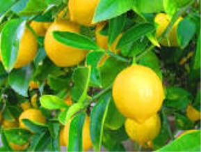 Картинки лимоны (50 фото) - 50 фото